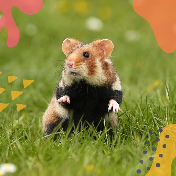 Small animals
